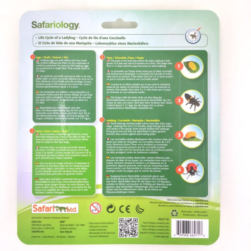 Cycle de vie de la coccinelle