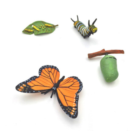 Cycle de vie du papillon monarque Cycle de vie du papillon monarque