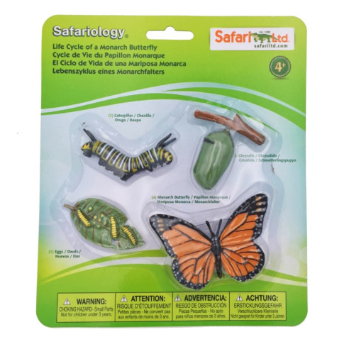 Cycle de vie du papillon monarque