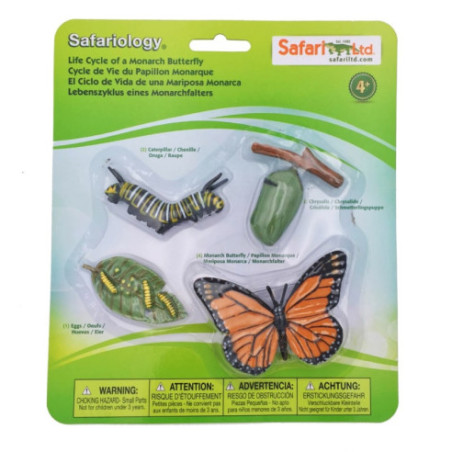Cycle de vie du papillon monarque Cycle de vie du papillon monarque