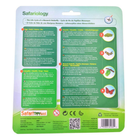 Cycle de vie du papillon monarque Cycle de vie du papillon monarque