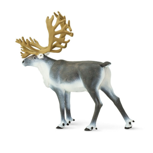Caribou