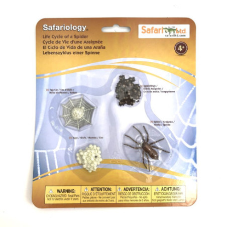 Cycle de vie de l'araignée Cycle de vie de l'araignée