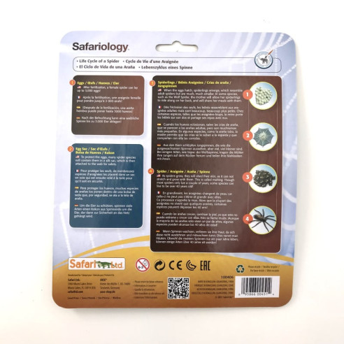 Cycle de vie de l'araignée