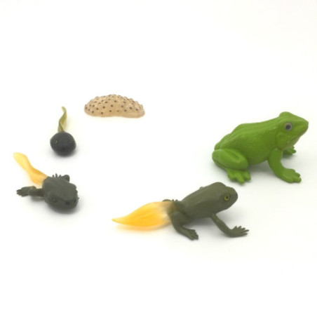 Cycle de vie de la grenouille Cycle de vie de la grenouille