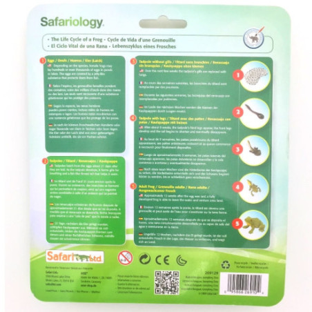 Cycle de vie de la grenouille Cycle de vie de la grenouille