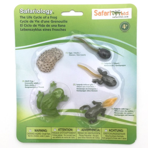 Cycle de vie de la grenouille