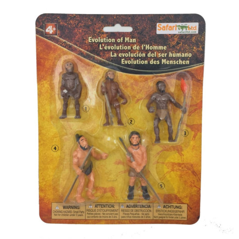 Cycle de l'évolution de l'homme