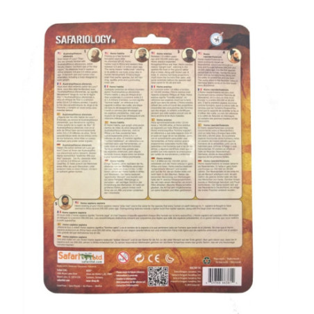 Cycle de l'évolution de l'homme