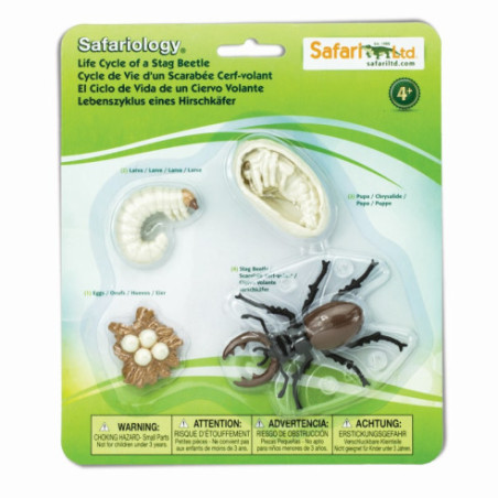 Cycle de vie du lucane