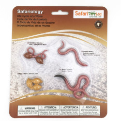 Cycle de vie du lombric 2