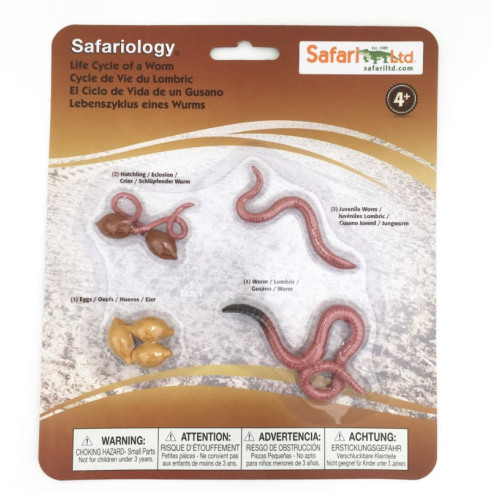 Cycle de vie du lombric