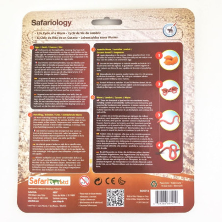 Cycle de vie du lombric