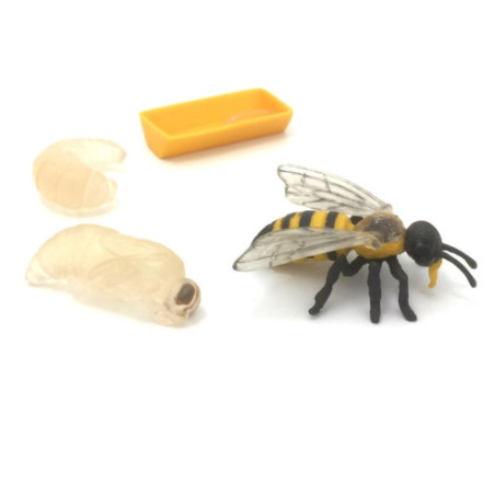 Cycle de vie de l'abeille Cycle de vie de l'abeille