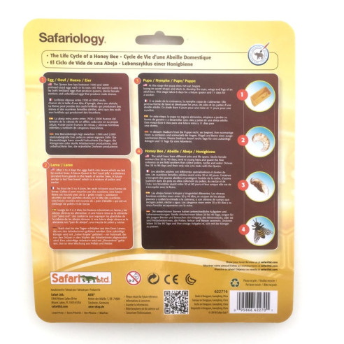 Cycle de vie de l'abeille