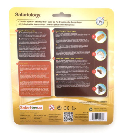 Cycle de vie de l'abeille Cycle de vie de l'abeille