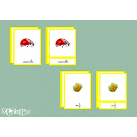 Boutique Documents Montessori Cartes nomenclature cycle coccinelle Boutique Documents Montessori Cartes nomenclature cycle coccinelle