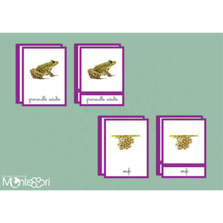 Boutique Documents Montessori Cartes nomenclature cycle grenouille Boutique Documents Montessori Cartes nomenclature cycle grenouille
