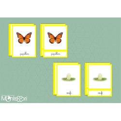 Boutique Documents Montessori - Cartes nomenclature cycle papillon