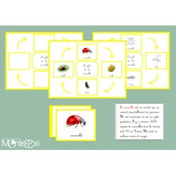 Boutique documents Montessori - Le cycle de la coccinelle