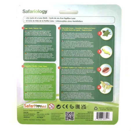 Cycle de vie du papillon lune