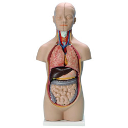 Tronc humain 50 cm - Modèle anatomique 12 parties organes