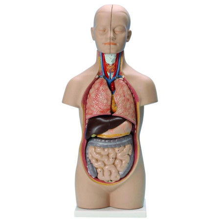 Tronc humain 50 cm - Modèle anatomique 12 parties organes