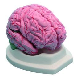 Modèle de cerveau démontable