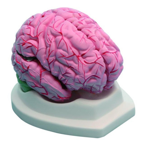 Modèle de cerveau démontable