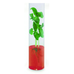 Mini kit culture de plantes sur gel