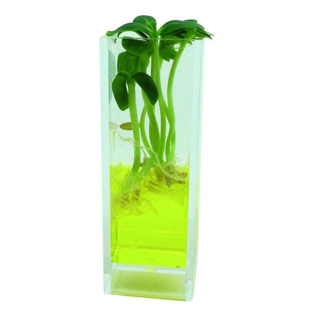 Kit germination 3 plantes enfant – Comparer et observer
